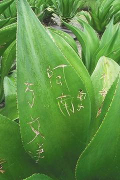 20120424073239646.jpg