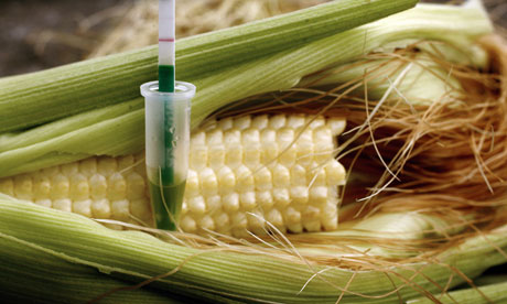 Maize--008.jpg