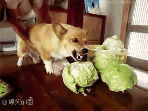 1584-fyfrfvv5499505.gif
