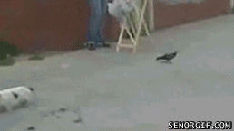 62037b5ajw1dgs02js2fjg.gif