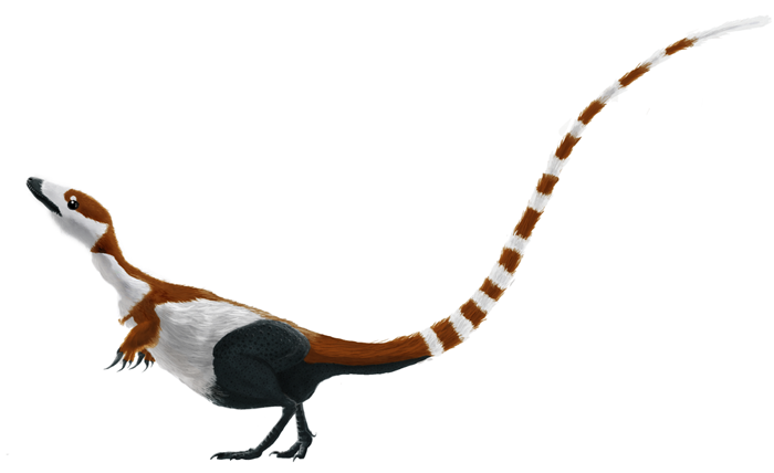 Sinosauropteryx_mmartyniuk_solosml.png