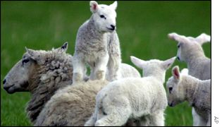_1469924_lambs300.jpg