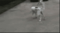 a180de74gw1e8edaod9k2g205k034k7j.gif