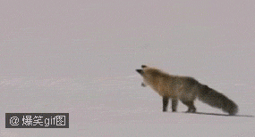 96493fa6jw1do6n8qkye1g.gif