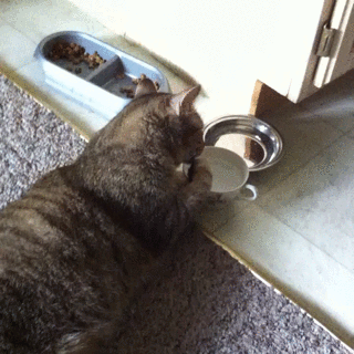 62037b5ajw1e80yur42gtg208w08wnpe.gif