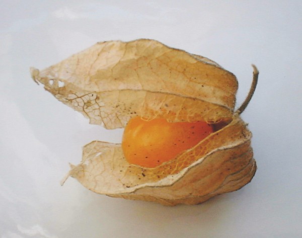 Physalis.jpg