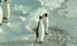 276832.gif