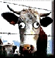 moo2.jpg