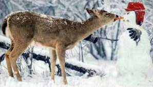 snowman_deer.jpg