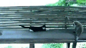 4aa5b28ctw1edk3sspjjig208c04px6p.gif