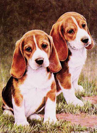 beagle.jpg
