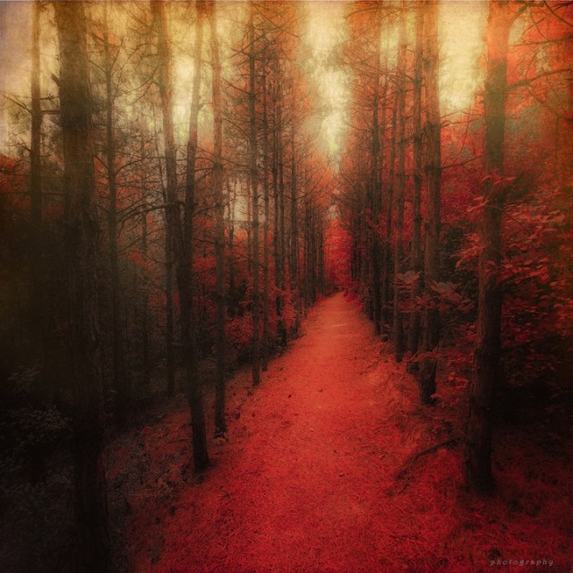 Dreamland-Photography2-640x640.jpg