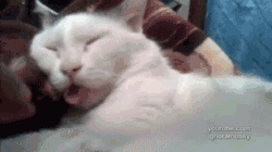 7eaae642jw1dxsh8x4edmg.gif