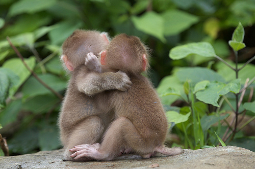 cute-animal-hugging-pictures-011.jpg