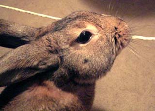rabbit_string.jpg