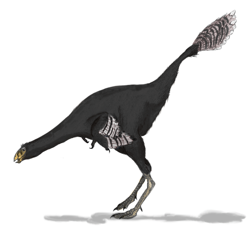 Caudipteryx2mmartyniuk.png