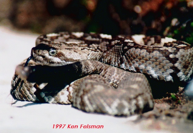 Crotalus_molossus.jpg