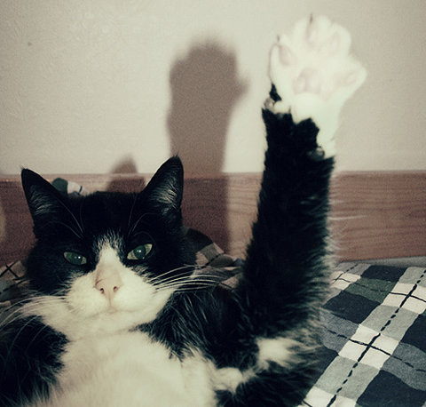 cat-raising-paw.jpg