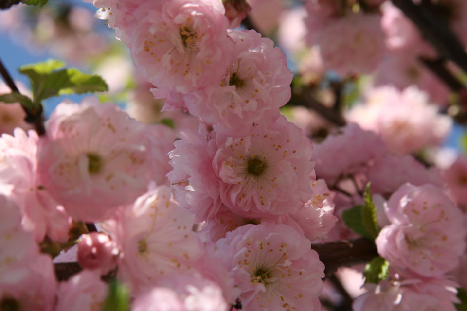 prunus_triloba_960.jpg