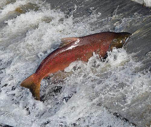 The-Metropolitan-Nov-Salmon.jpg