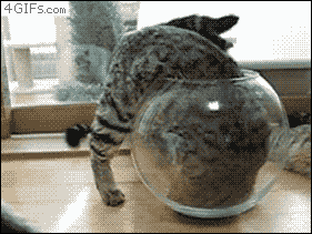 6aaeb4b8gw1dxhaztd5fcg.gif