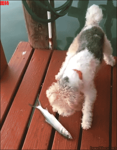 6927e7a5tw1egrynfm7sqg20ax0dw1ky.gif