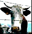 moo1.jpg