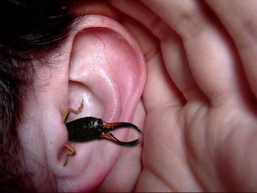 earwigs-figure-02.jpg