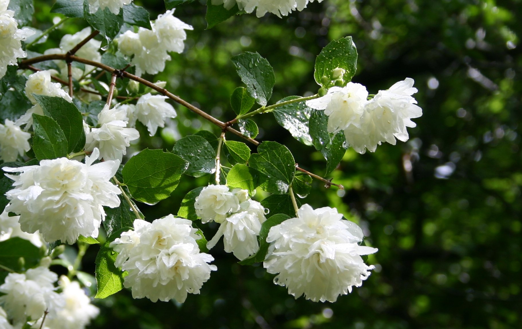 philadelphus1.jpg