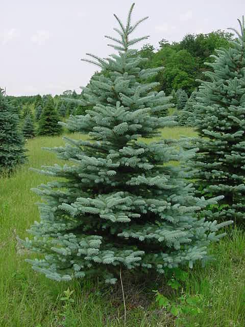 ColoradoBlueSpruce3.jpg