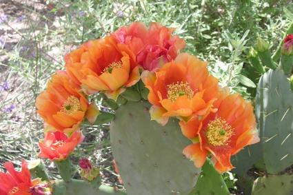 182643-425x283-prickly-pear-flower.jpg