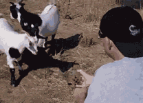 a180de74gw1e8edahqkg2g205s046k5y.gif