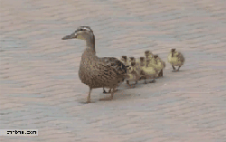 61e8a1fdjw1dhpitvggwug.gif