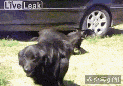 79a00895jw1dxs6bxv3nfg.gif