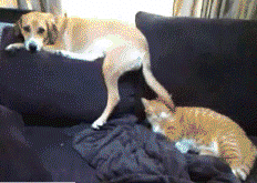 61e8a1fdtw1dot4gpq0prg.gif