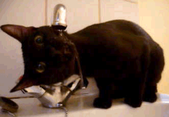 6aaeb4b8gw1dsi1y4h1g7g.gif