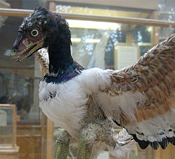 250px-Archaeopteryx-model.jpg