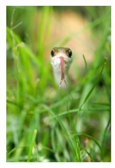 close-up-snake.jpg
