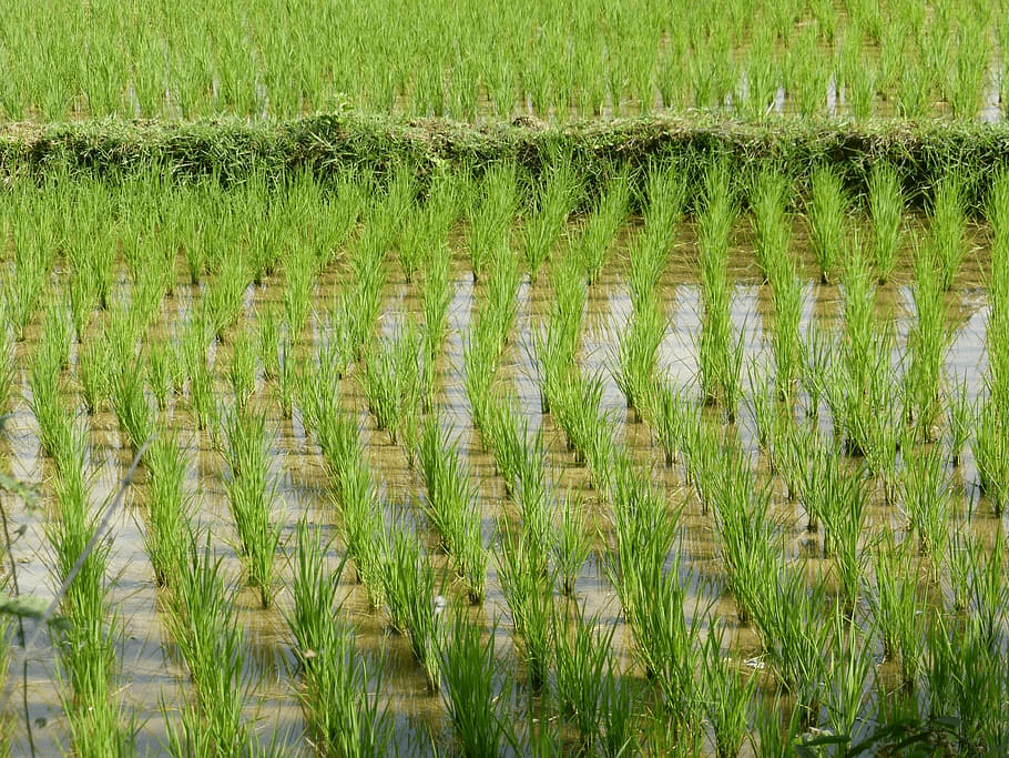 geneticliteracyproject.org