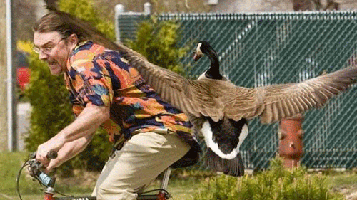 goose_attack.gif