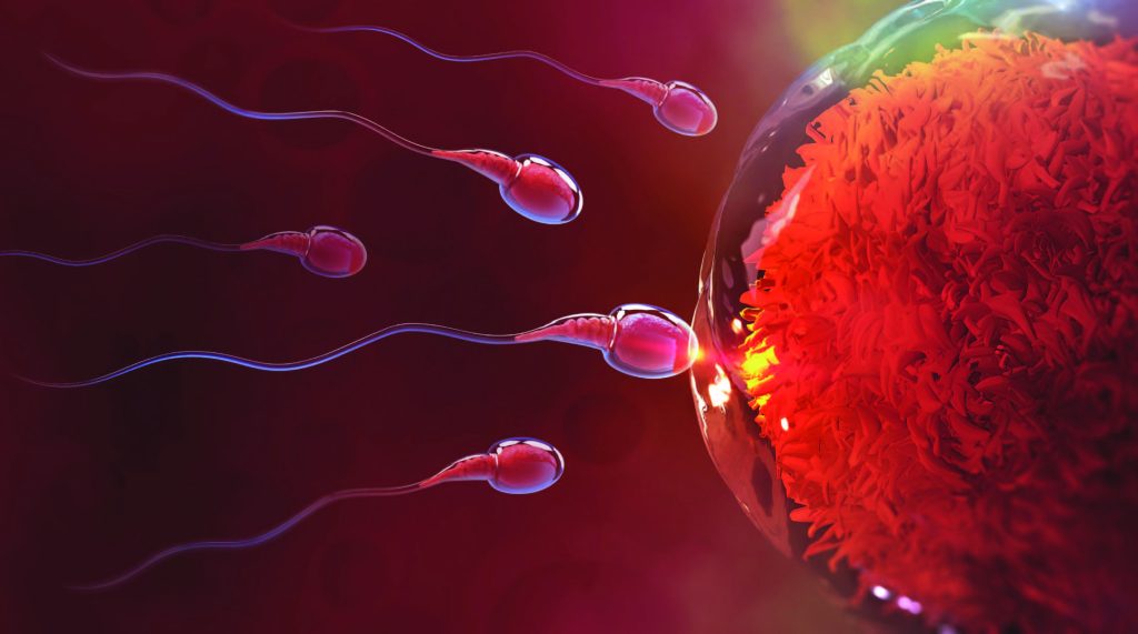 Coyne-sperm-and-egg-1024x571.jpg