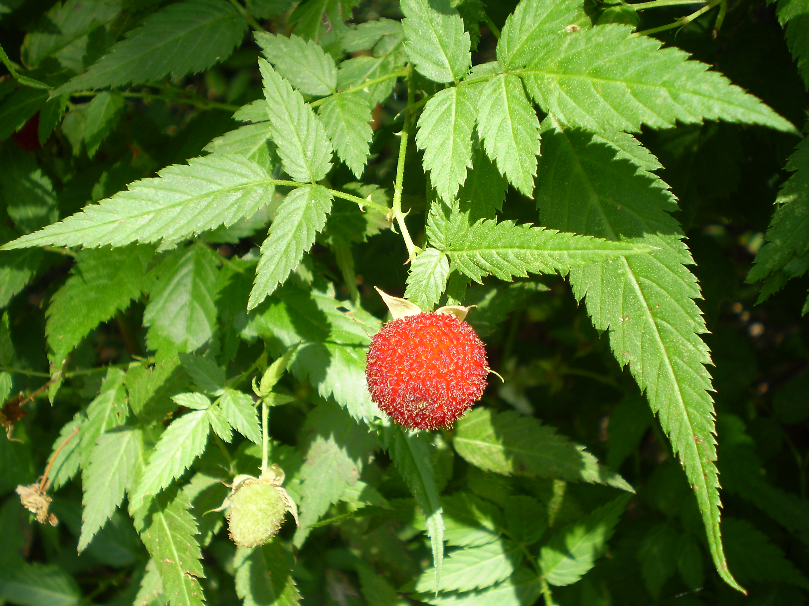 Rubus_rosifolius1.JPG