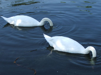 riverlea_swans_paulscott_430x320.jpg