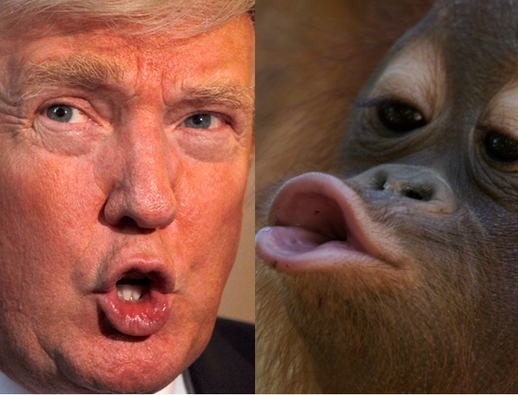 orangutan-trump.jpg