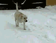 7006bc8ajw1f5c4wdoyx6g205e0467ic.gif
