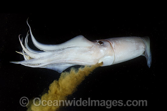 humboldt-squid-43M1655-05.jpg