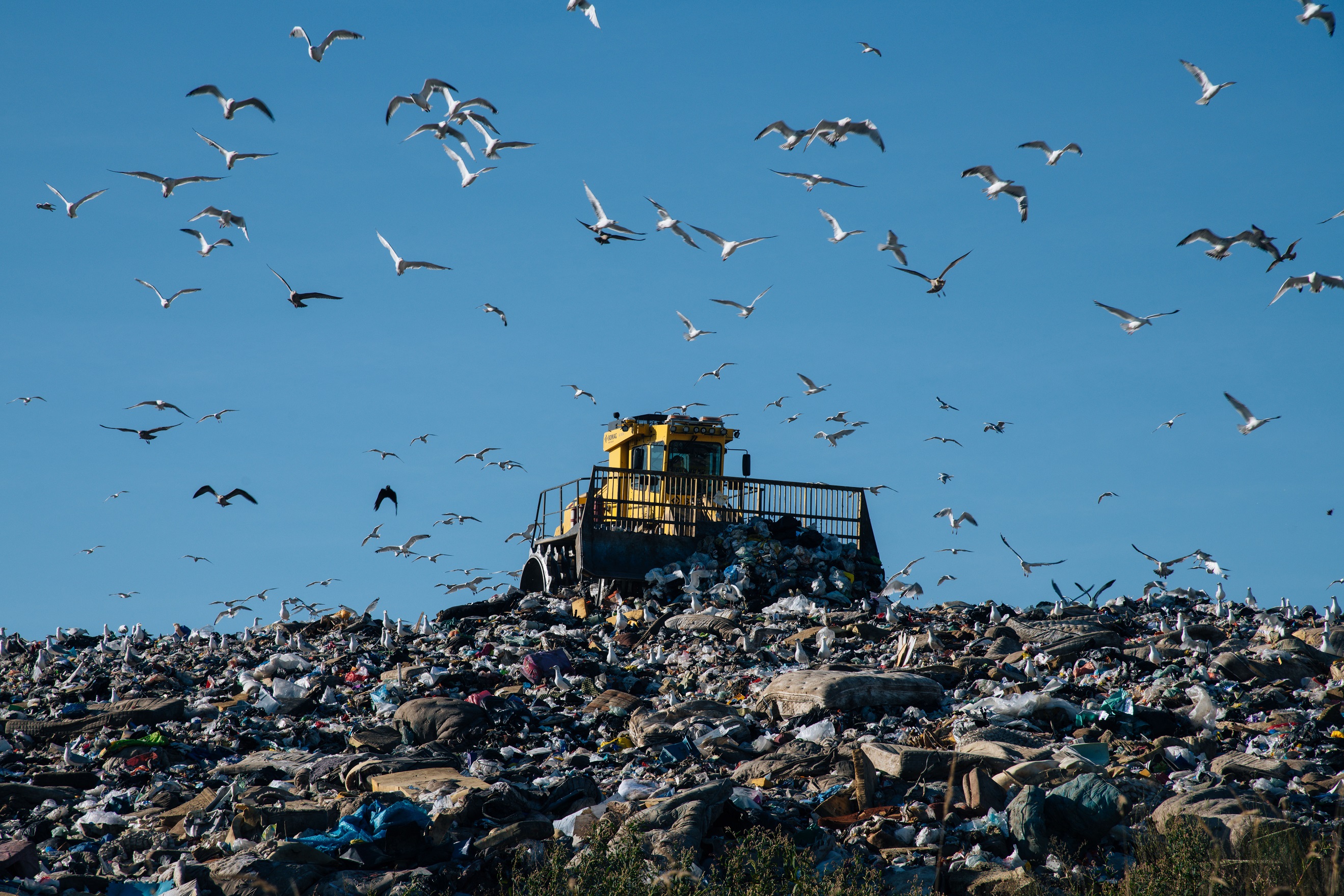 Tractor, seagulls and a pile of garbage in a landfill