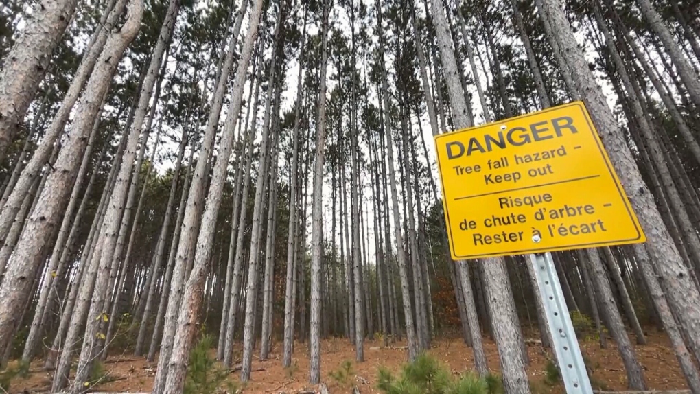 A hazard sign warns of falling tree danger in this section of forest along Hunt Club Road. (Dave Charbonneau/CTV News Ottawa) 