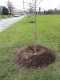 Freshly planted trees next to a street.