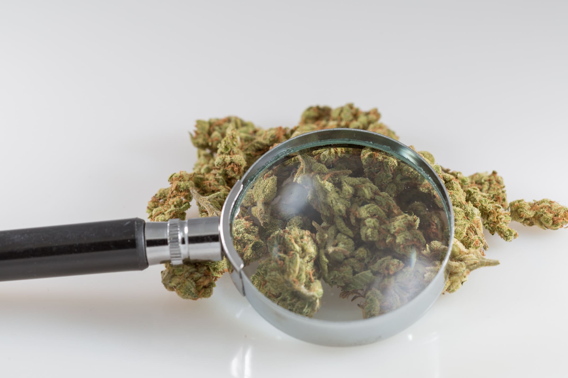 www.marijuanamoment.net